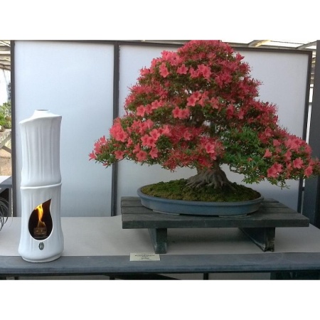 Керамический биокамин RG di Romagnioli e Giardini Bamboo по цене 89 900 руб.